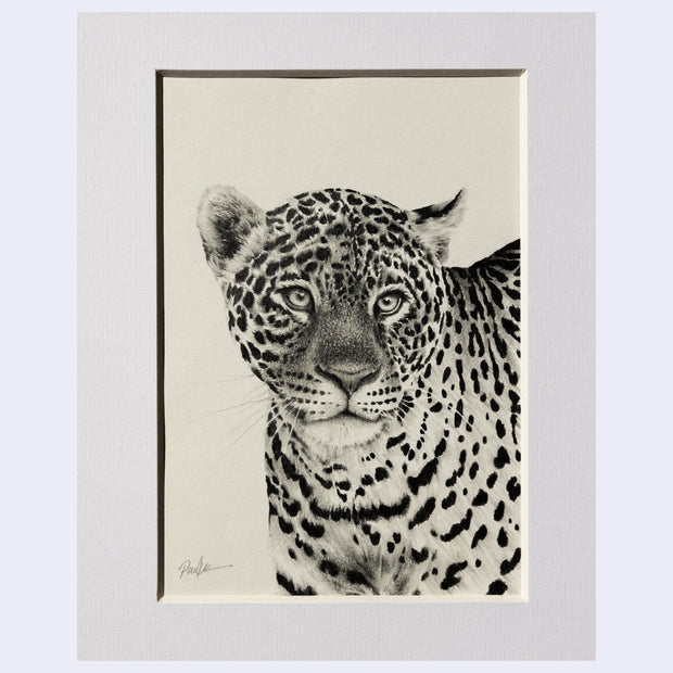 Softly rendered graphite illustration of a leopard, looking straight at the viewer.