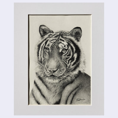 Softly rendered graphite illustration of a realistic tiger, viewed from the chest up. It looks slightly off to the side.