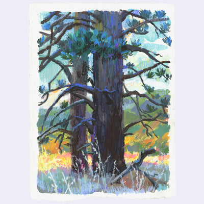 Plein air painting of a thick trunked pine tree, with many skinny branches and sparse pine leaves. Foreground is in the shade and background is a sunlit hillside with lots of yellows, greens and pinks.