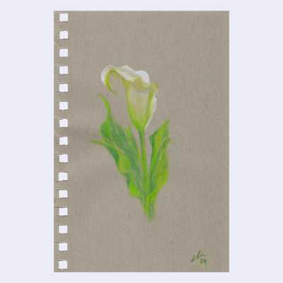Colored pencil sketch of a calla lily on toned paper.