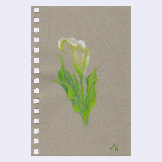 Colored pencil sketch of a calla lily on toned paper.