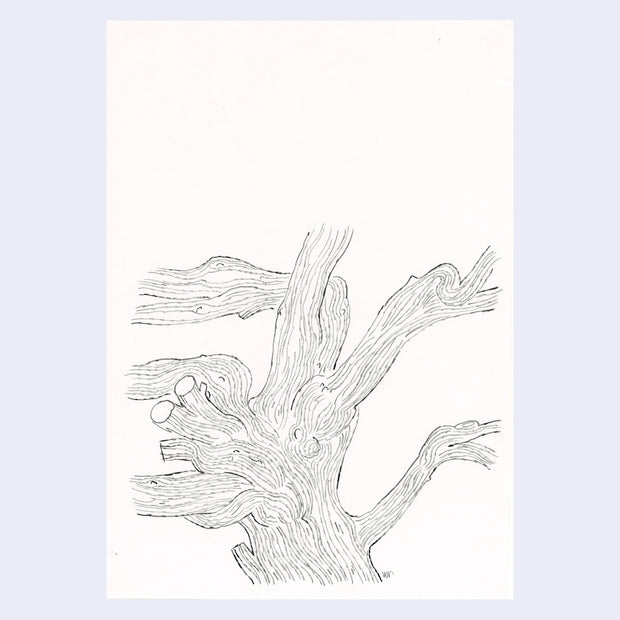 Pencil drawing on white paper of a tree with curved branches, most cut off either by the image area or in actuality. 