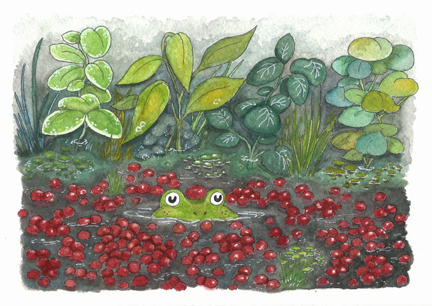 Ink and watercolor drawing of a frog peeping out of the water of a cranberry bog, with a single cranberry atop its head and many around it, with leaves and greenery behind it. 