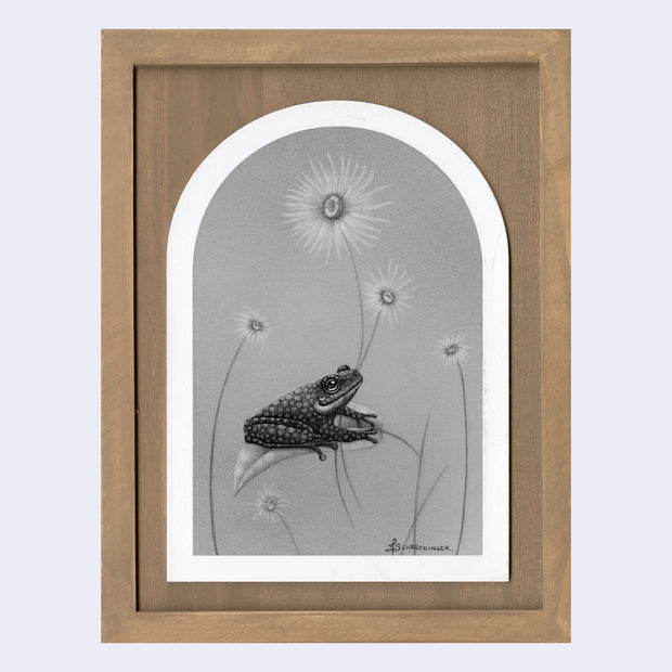 Graphite drawing within an arch shape, of a small frog resting on a leaf with wispy flowers behind. Drawing is fully greyscale and piece is in a wooden frame.