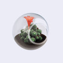 Tiny Terrarium Cactus Growing Kit (3 Varieties)
