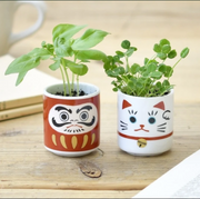 Photo of two small ceramic cups, similar to sake cups. One is designed as a white maneki and the other a red Daruma doll. Both have plants sprouting out of the cups.