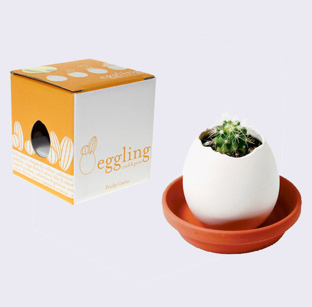 White egg shell with the top cracked off, with a small round cactus growing out of it. It sits in a small terra-cotta dish with its white and orange display box behind.