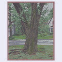 Painting of a tree trunk, in a front lawn during a gray rainy day.
