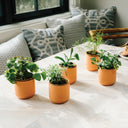 Small potted plants on a table with a cozy indoor setting