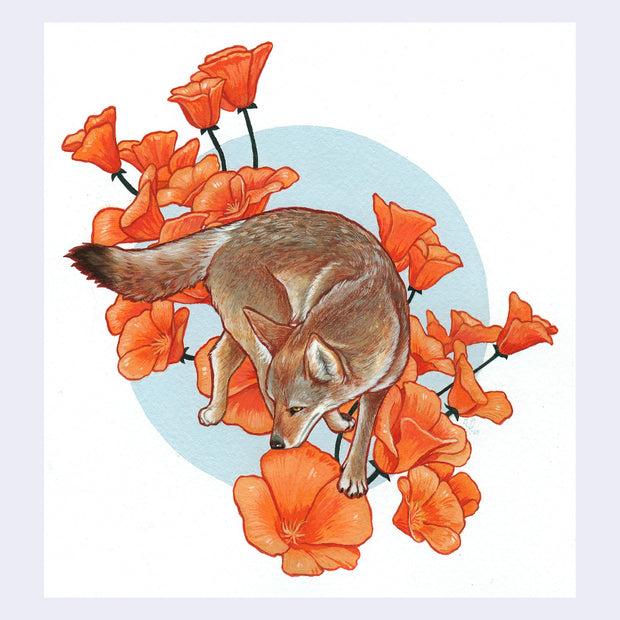 Painting of a coyote, surrounded by poppy flowers in a collage style way. With the poppies behind it and just as large. Both are in front of a sky blue circle.