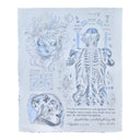 Anatomical illustration with a skeleton, skull, and other medical diagrams on a light blue background.