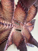 Very large paper mache sculpture of a monster's head with many pointed edges, akin to a leaf with a menacing face.