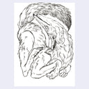 Black line art illustration of a coyote, curled into itself.