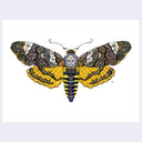 Colorful moth illustration with intricate patterns on a white background