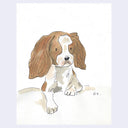 Ink and watercolor illustration of a white and brown dog with long floppy ears. It is propped up slightly on a fluffy white bed.