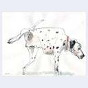 Watercolor and ink illustration of a Dalmatian dog, lifting their leg up to pee outside.