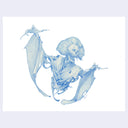 Blue ink drawing of a skeleton dressed like a geisha, with a wig and kimono.