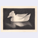 Softly rendered graphite illustration of a duck floating on water.