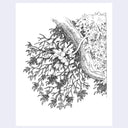 A black and white botanical illustration featuring detailed leaves and branches with a central curved element, presented on a white background with a light gray border.