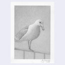 Softly rendered pencil illustration of a seagull.