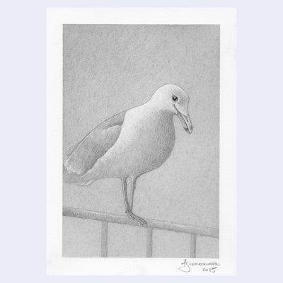 Softly rendered pencil illustration of a seagull.