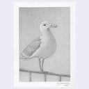 Softly rendered pencil illustration of a seagull.