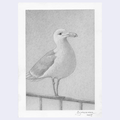 Softly rendered pencil illustration of a seagull.