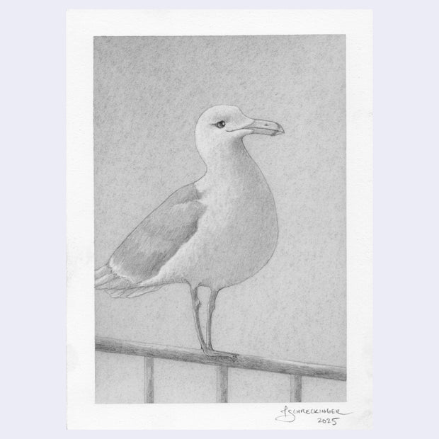Softly rendered pencil illustration of a seagull.