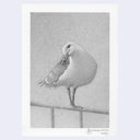 Softly rendered pencil illustration of a seagull.