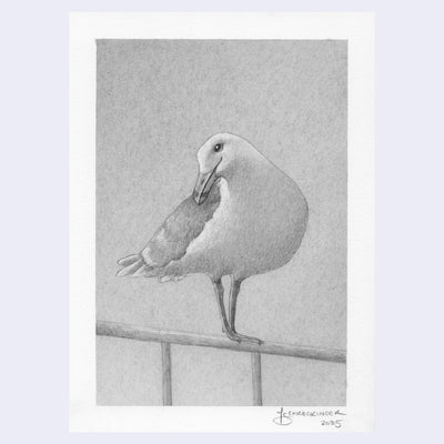 Softly rendered pencil illustration of a seagull.