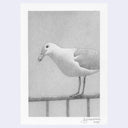 Softly rendered pencil illustration of a seagull.
