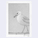 Softly rendered pencil illustration of a seagull.