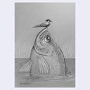 Pencil drawing of a fish with a bird perched on its head. The large fish is half emerged from water with tall grass in the background.