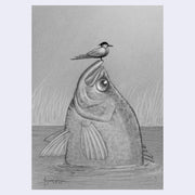 Pencil drawing of a fish with a bird perched on its head. The large fish is half emerged from water with tall grass in the background.