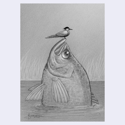 Pencil drawing of a fish with a bird perched on its head. The large fish is half emerged from water with tall grass in the background.