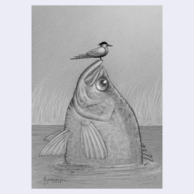 Pencil drawing of a fish with a bird perched on its head. The large fish is half emerged from water with tall grass in the background.