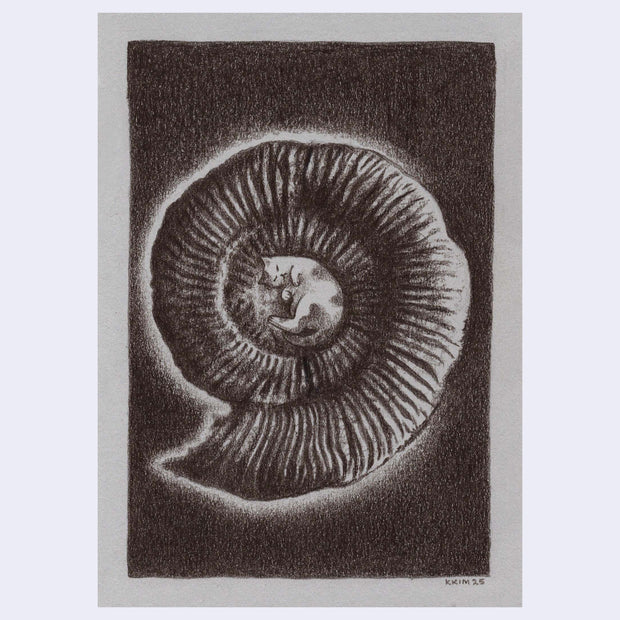 Graphite illustration on tan toned paper of an ammonite fossil, with a small cat curled up inside.