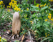 Ceramic sculpture of a tall brown character with tiny ears and eyes and stubby legs, no arms.