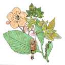 Illustration of a small girl among flowers and leaves on a white background