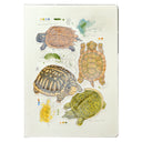 Illustrations of many turtles, done in a somewhat scientific illustration style with color swatches and tests as well.
