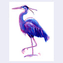 Dark blue and pinkish purple ink drawing of a Great Blue Heron, standing on one leg.