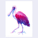 Dark blue and pinkish purple ink illustration of a Roseate Spoonbill, standing on one leg.