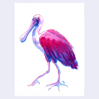 Dark blue and pinkish purple ink illustration of a Roseate Spoonbill, standing on one leg.