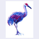 Dark blue and pinkish purple ink illustration of a Sandhill Crane, standing with one leg slightly raised.