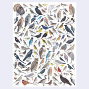 Puzzle graphic of 120 different birds, found in Western North America with numbers which can be matched to an informational sheet.