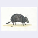 Illustration of an armadillo on a beige background with a light purple border