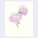 Illustration of two pink roses on a light purple background
