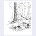 A black and white line art illustration of a forest floor scene, featuring a large tree trunk, a fallen log with moss and roots, and small stones on the ground, presented on a white square card against a light gray background.