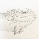 Graphite illustration of a fish drawn in the style of Hokusai. Close up.