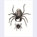 A black and white illustration showing two spiders, one larger spider above and one smaller spider below, on a white background with a light gray border.